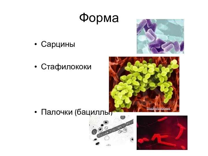 Форма Сарцины Стафилококи Палочки (бациллы)