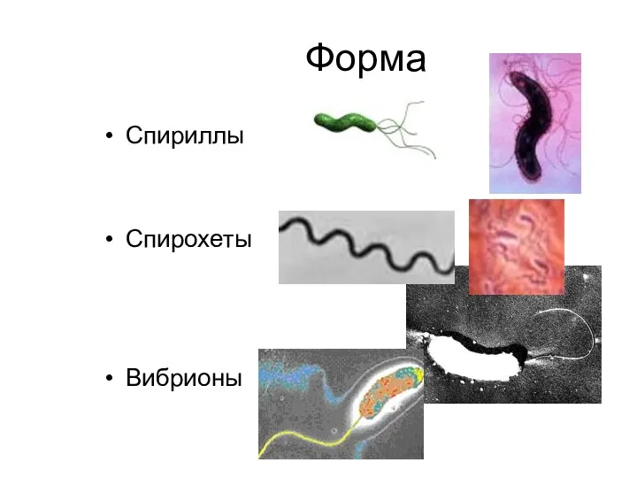 Форма Спириллы Спирохеты Вибрионы