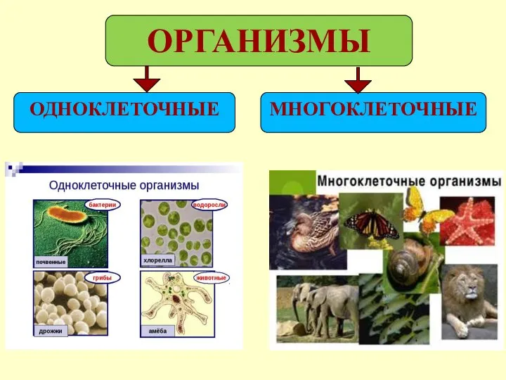 ОРГАНИЗМЫ ОДНОКЛЕТОЧНЫЕ МНОГОКЛЕТОЧНЫЕ