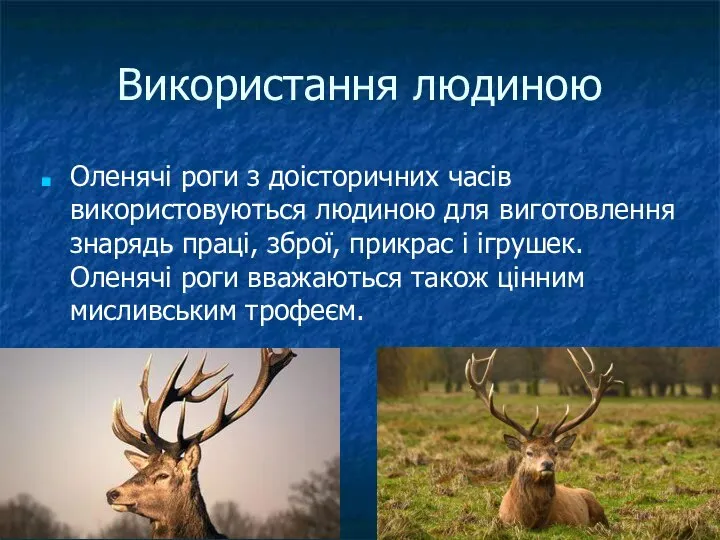 Використання людиною Оленячі роги з доісторичних часів використовуються людиною для виготовлення