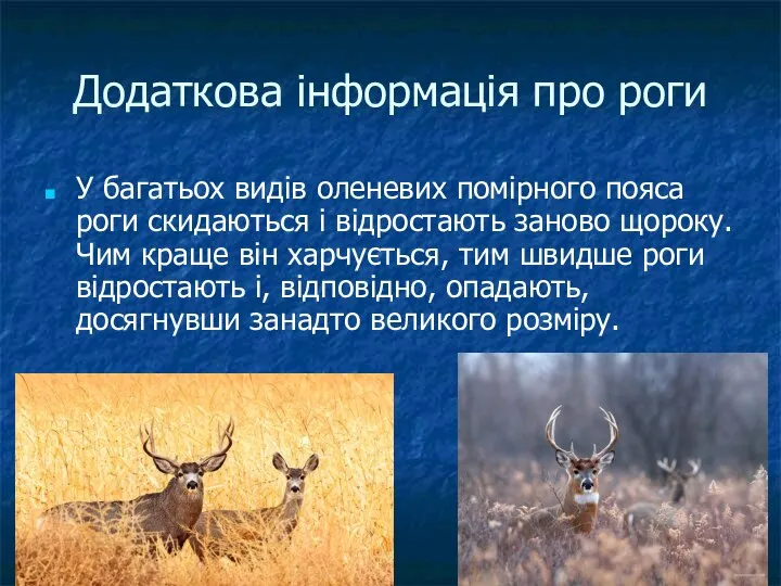 Додаткова інформація про роги У багатьох видів оленевих помірного пояса роги