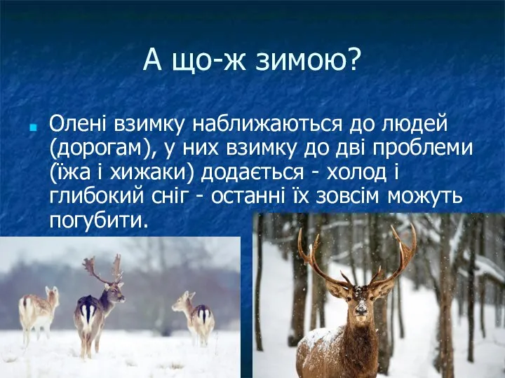 А що-ж зимою? Олені взимку наближаються до людей (дорогам), у них