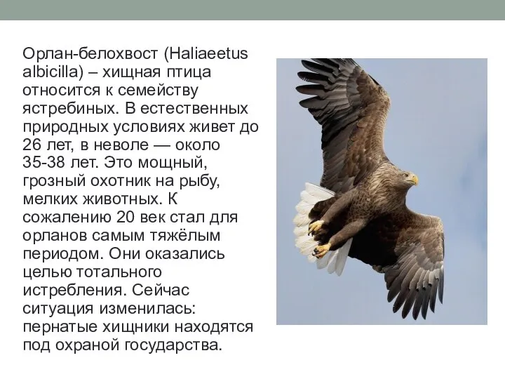 Орлан-белохвост (Haliaeetus albicilla) – хищная птица относится к семейству ястребиных. В