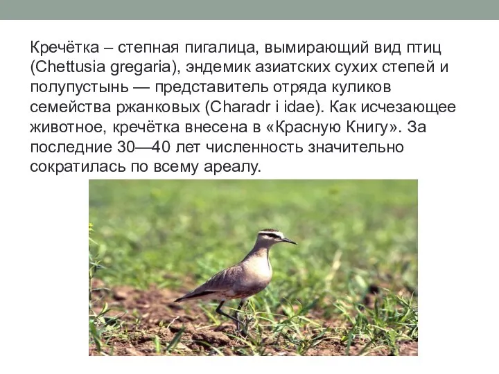Кречётка – степная пигалица, вымирающий вид птиц (Chettusia gregaria), эндемик азиатских