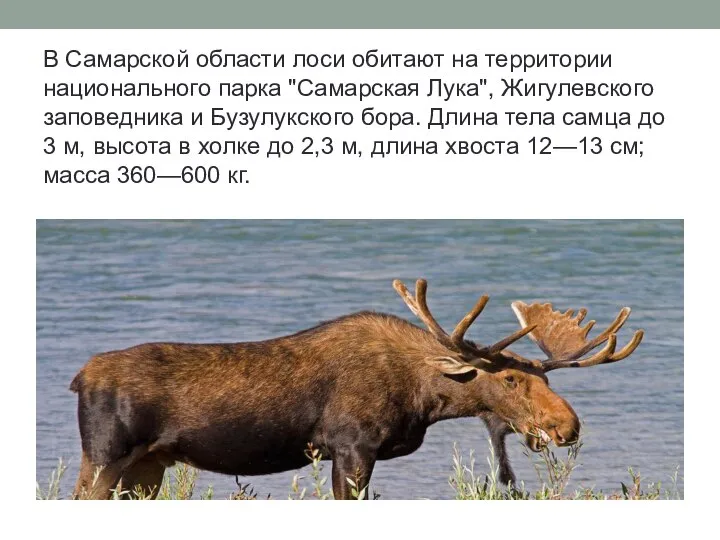 В Самарской области лоси обитают на территории национального парка "Самарская Лука",