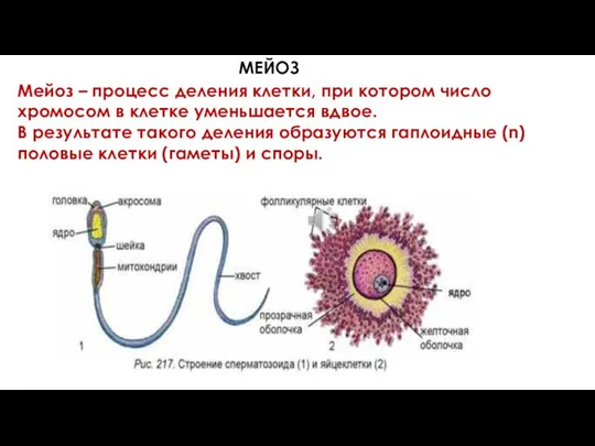 Мейоз – процесс деления клетки, при котором число хромосом в клетке