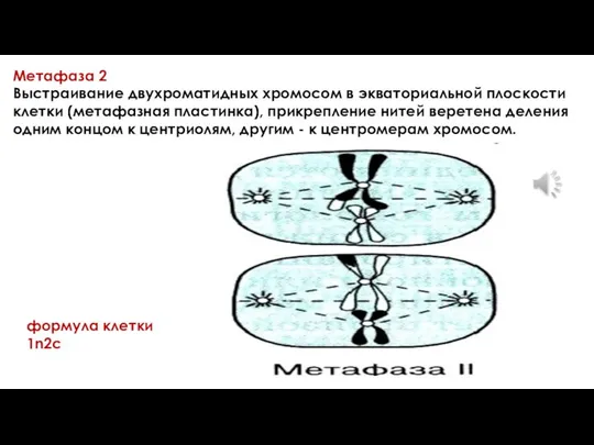 Метафаза 2 Выстраивание двухроматидных хромосом в экваториальной плоскости клетки (метафазная пластинка),