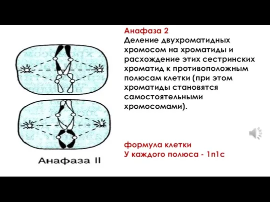 Анафаза 2 Деление двухроматидных хромосом на хроматиды и расхождение этих сестринских