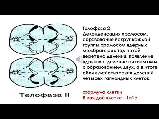 Телофаза 2 Деконденсация хромосом, образование вокруг каждой группы хромосом ядерных мембран,