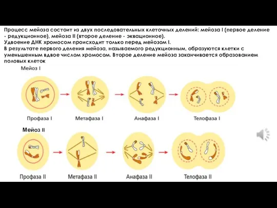 Мейоз II Процесс мейоза состоит из двух последовательных клеточных делений: мейоза