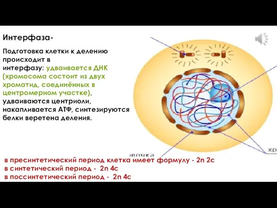 Интерфаза- Подготовка клетки к делению происходит в интерфазу: удваивается ДНК (хромосома