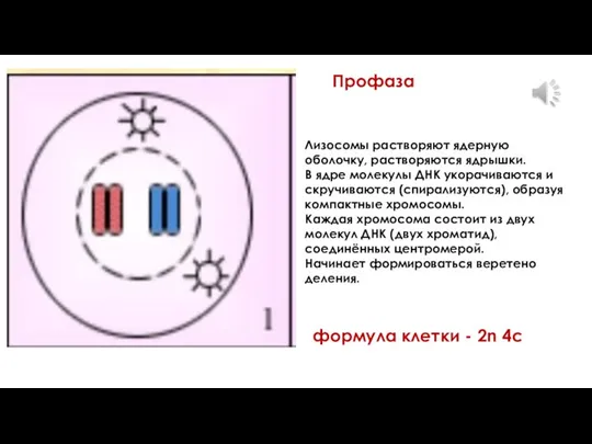 Профаза Лизосомы растворяют ядерную оболочку, растворяются ядрышки. В ядре молекулы ДНК