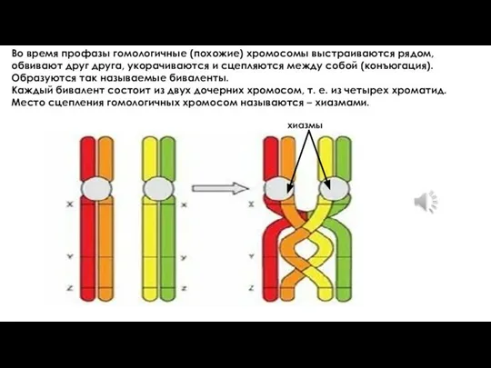 Во время профазы гомологичные (похожие) хромосомы выстраиваются рядом, обвивают друг друга,