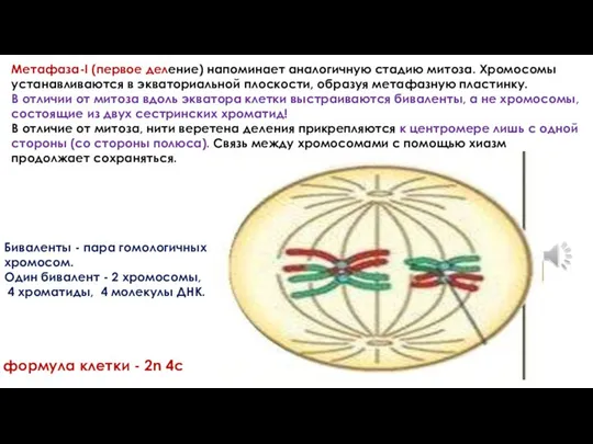 Метафаза-I (первое деление) напоминает аналогичную стадию митоза. Хромосомы устанавливаются в экваториальной