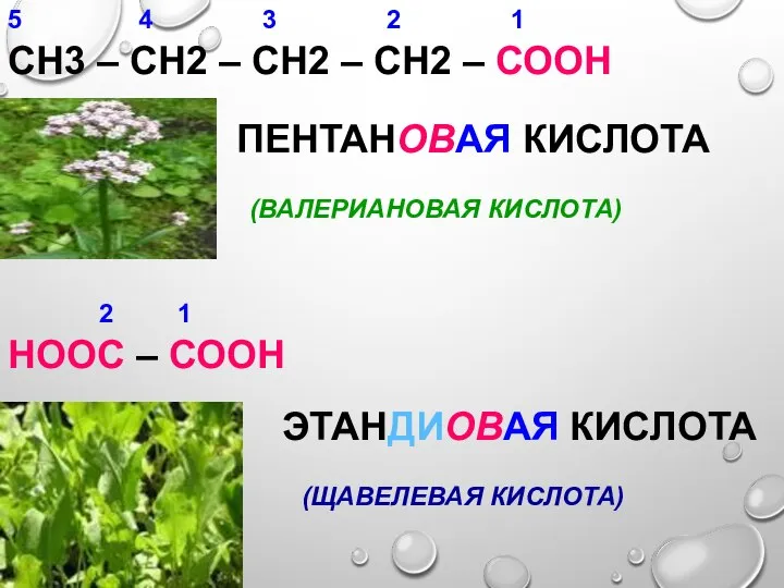 СН3 – СН2 – СН2 – СН2 – СООН ПЕНТАНОВАЯ КИСЛОТА