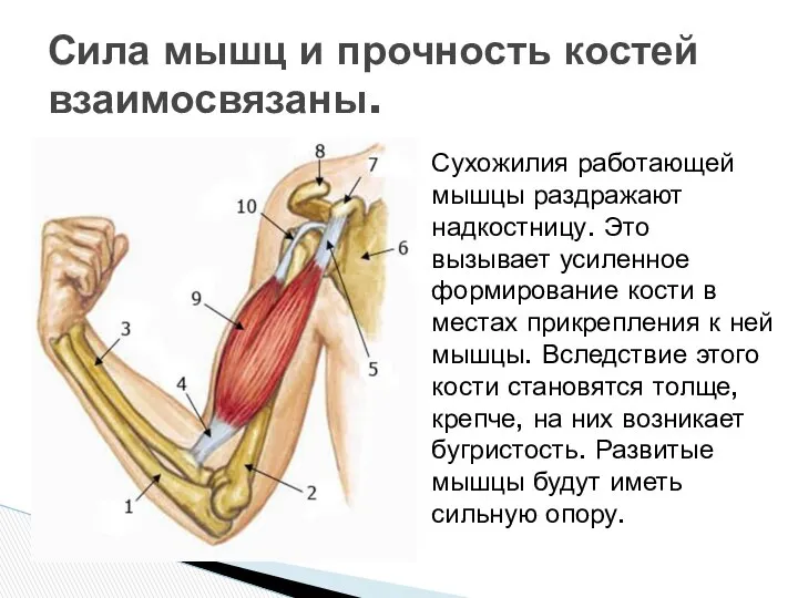 Сила мышц и прочность костей взаимосвязаны. Сухожилия работающей мышцы раздражают надкостницу.