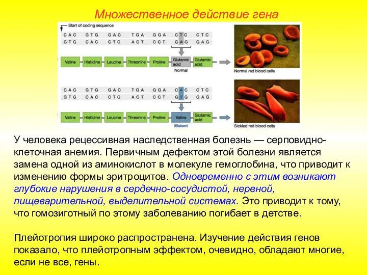 У человека рецессивная наследственная болезнь — серповидно-клеточная анемия. Первичным дефектом этой