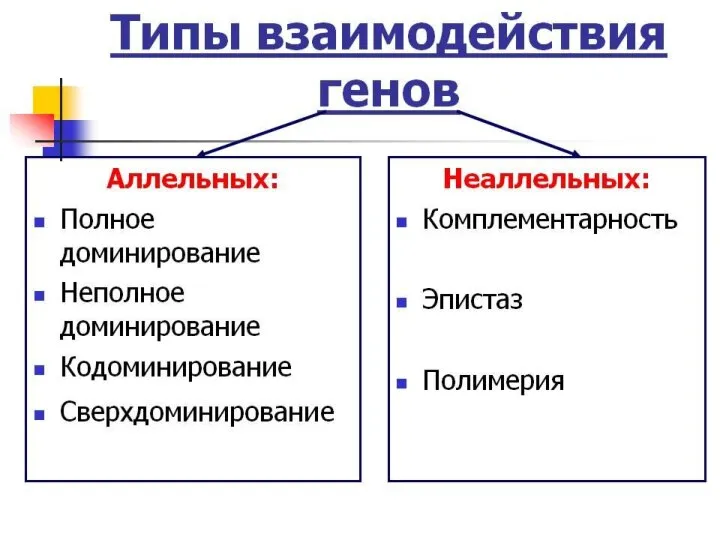 ТИПЫ ВЗАИМОДЕЙСТВИЯ ГЕНОВ