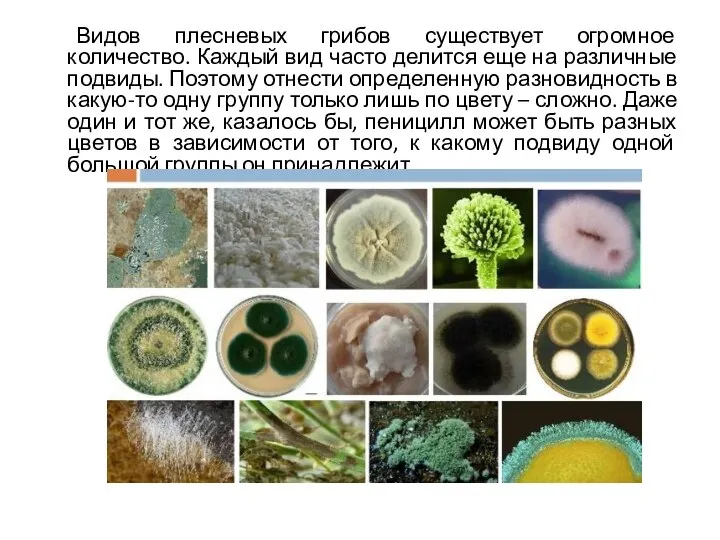 Видов плесневых грибов существует огромное количество. Каждый вид часто делится еще