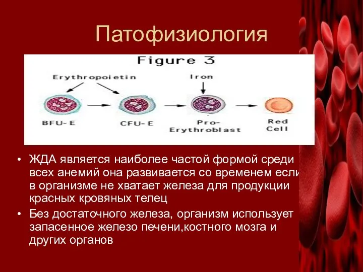 Патофизиология ЖДА является наиболее частой формой среди всех анемий она развивается