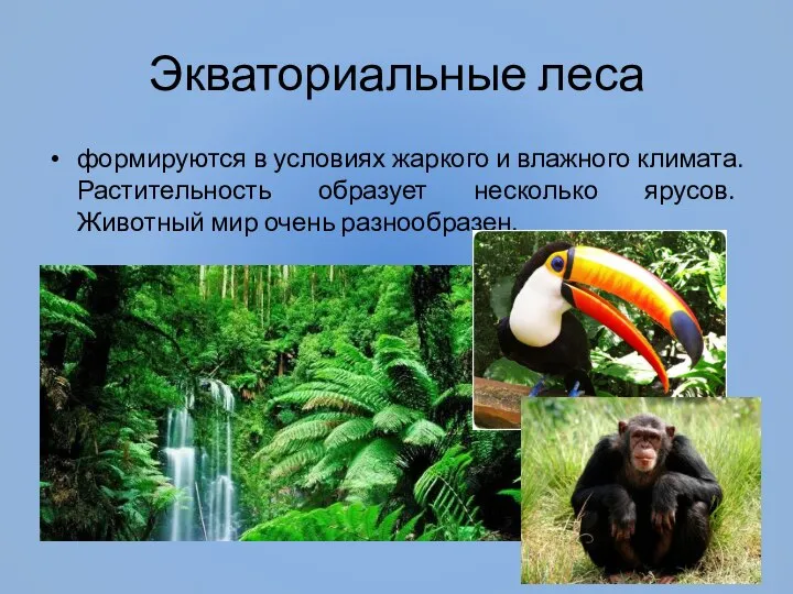 Экваториальные леса формируются в условиях жаркого и влажного климата. Растительность образует