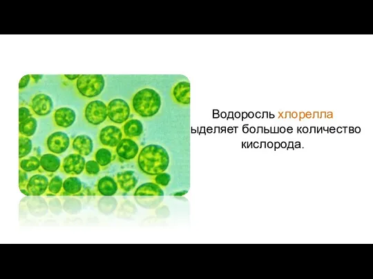 Водоросль хлорелла выделяет большое количество кислорода.