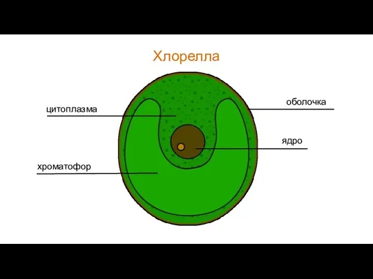 Хлорелла