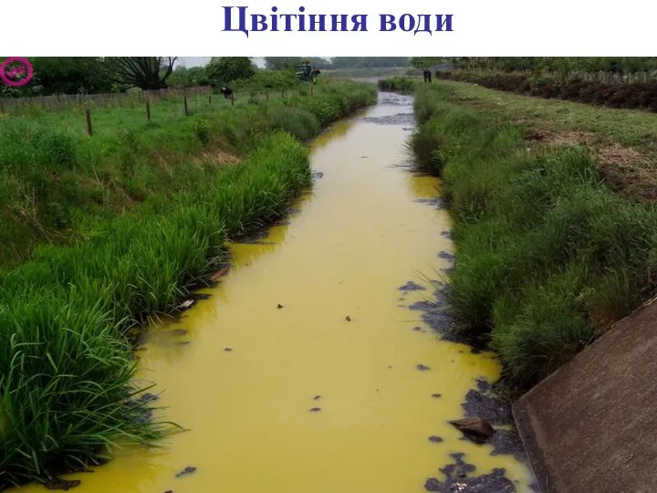 Цвітіння води