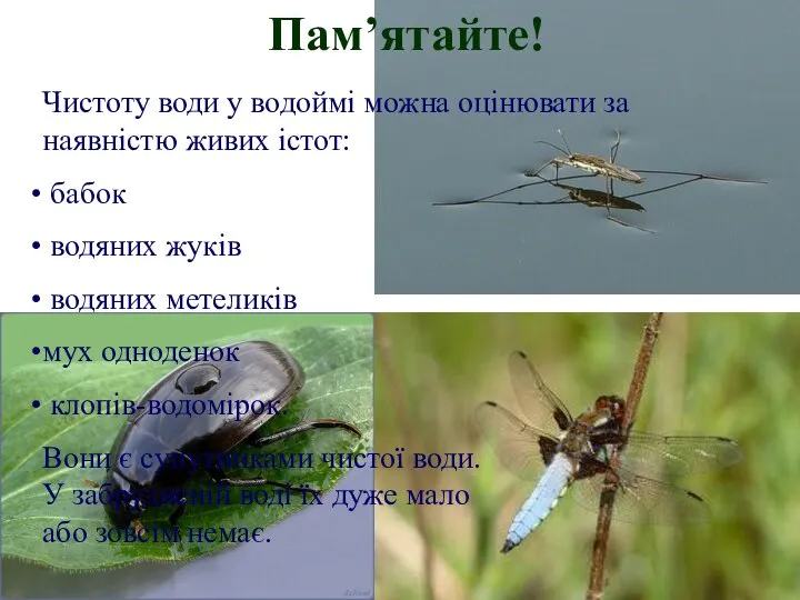 Пам’ятайте! Чистоту води у водоймі можна оцінювати за наявністю живих істот: