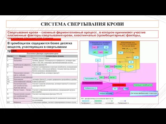 СИСТЕМА СВЕРТЫВАНИЯ КРОВИ Свертывание крови – сложный ферментативный процесс , в