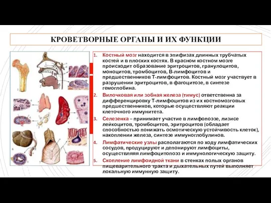 КРОВЕТВОРНЫЕ ОРГАНЫ И ИХ ФУНКЦИИ Костный мозг находится в эпифизах длинных