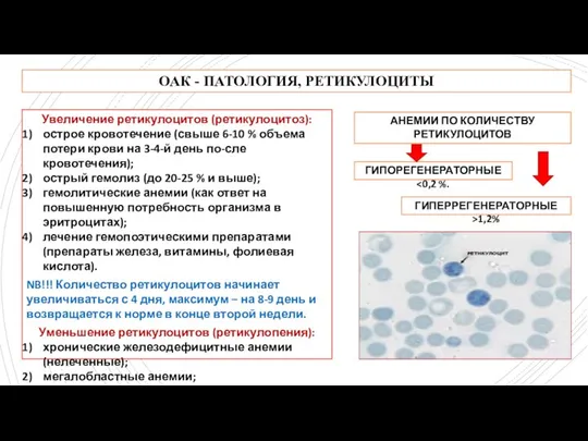 ОАК - ПАТОЛОГИЯ, РЕТИКУЛОЦИТЫ Увеличение ретикулоцитов (ретикулоцитоз): острое кровотечение (свыше 6-10