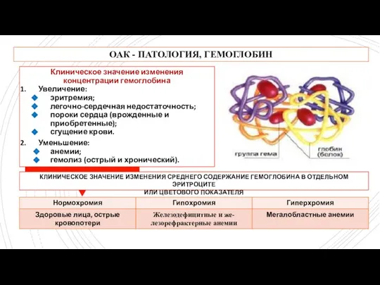 ОАК - ПАТОЛОГИЯ, ГЕМОГЛОБИН Клиническое значение изменения концентрации гемоглобина Увеличение: эритремия;