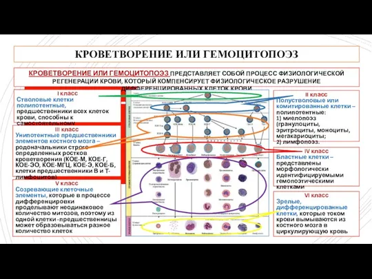 КРОВЕТВОРЕНИЕ ИЛИ ГЕМОЦИТОПОЭЗ КРОВЕТВОРЕНИЕ ИЛИ ГЕМОЦИТОПОЭЗ ПРЕДСТАВЛЯЕТ СОБОЙ ПРОЦЕСС ФИЗИОЛОГИЧЕСКОЙ РЕГЕНЕРАЦИИ