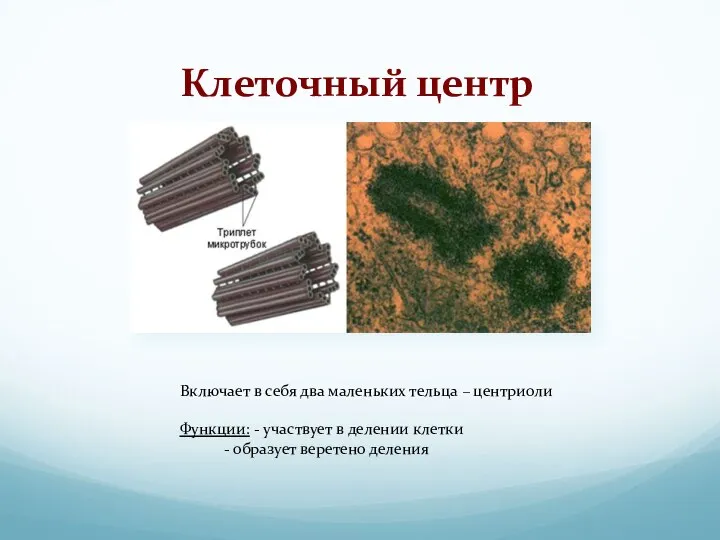 Клеточный центр Включает в себя два маленьких тельца – центриоли Функции: