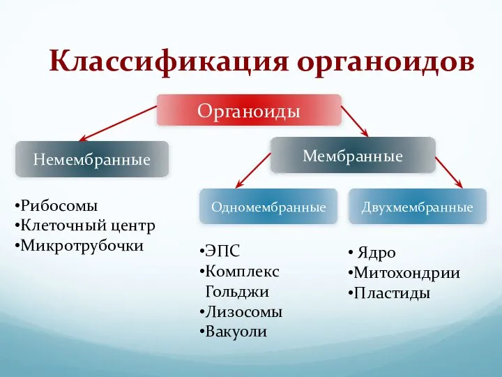 Классификация органоидов Органоиды Немембранные Мембранные Одномембранные Двухмембранные Рибосомы Клеточный центр Микротрубочки