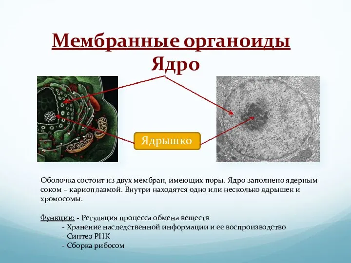 Мембранные органоиды Ядро Ядрышко Оболочка состоит из двух мембран, имеющих поры.