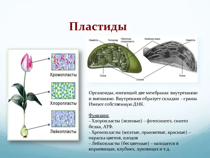 Пластиды Органоиды, имеющий две мембраны: внутреннюю и внешнюю. Внутренняя образует складки