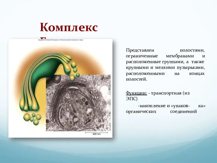 Комплекс Гольджи Представлен полостями, ограниченные мембранами и расположенные группами, а также