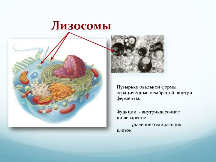 Лизосомы Пузырьки овальной формы, ограниченные мембраной, внутри – ферменты. Функции: -