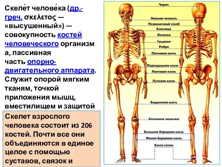 Скеле́т челове́ка (др.-греч. σκελετος — «высушенный») — совокупность костей человеческого организма,