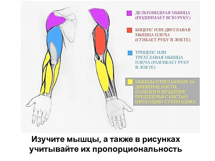 Изучите мышцы, а также в рисунках учитывайте их пропорциональность