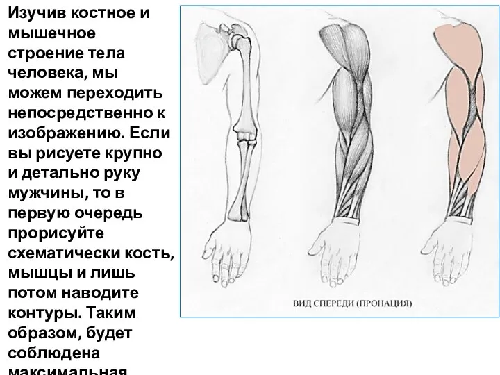 Изучив костное и мышечное строение тела человека, мы можем переходить непосредственно