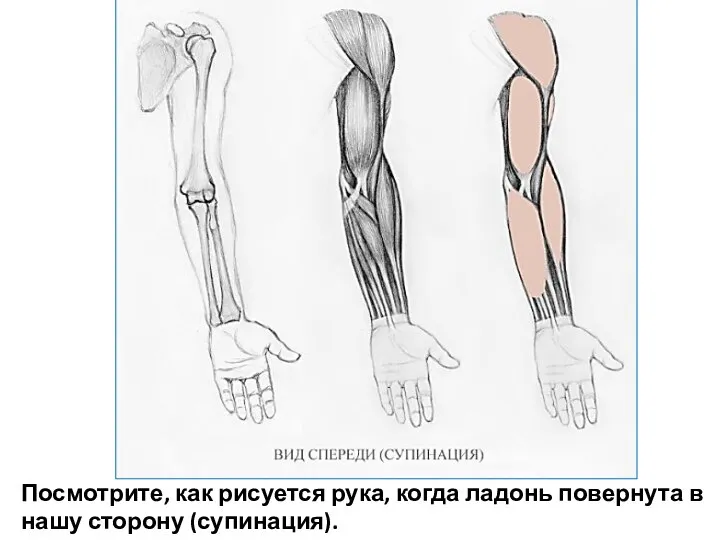 Посмотрите, как рисуется рука, когда ладонь повернута в нашу сторону (супинация).