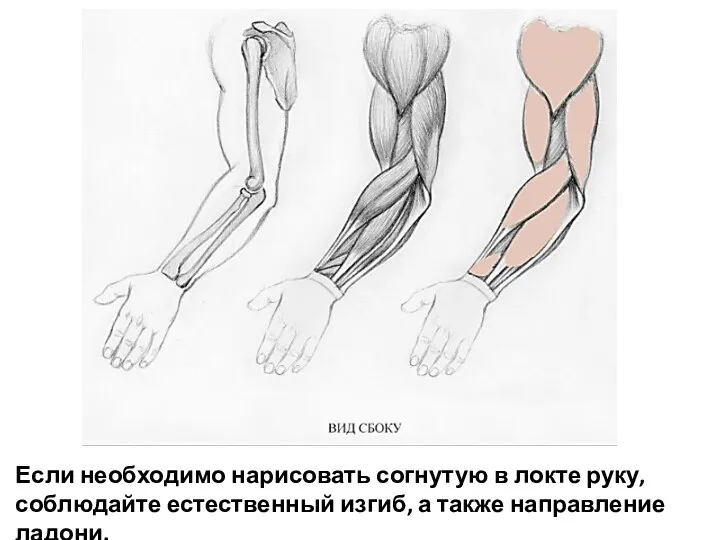 Если необходимо нарисовать согнутую в локте руку, соблюдайте естественный изгиб, а также направление ладони.