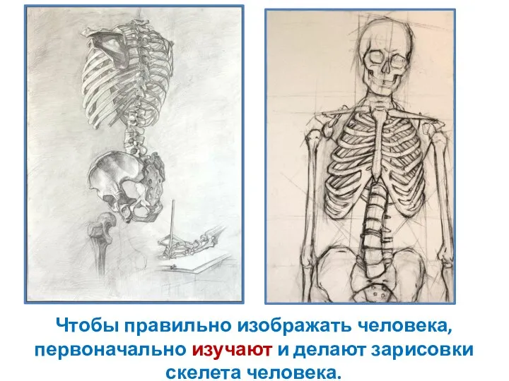 Чтобы правильно изображать человека, первоначально изучают и делают зарисовки скелета человека.