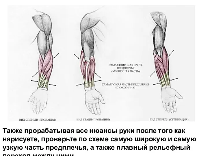 Также прорабатывая все нюансы руки после того как нарисуете, проверьте по