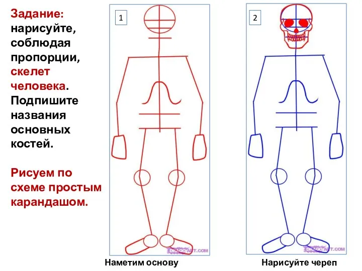 Задание: нарисуйте, соблюдая пропорции, скелет человека. Подпишите названия основных костей. Рисуем