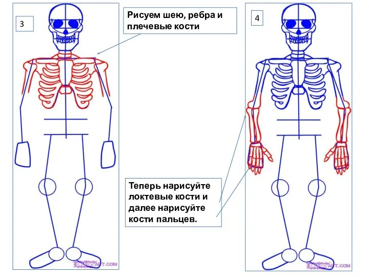 3 4 Рисуем шею, ребра и плечевые кости Теперь нарисуйте локтевые