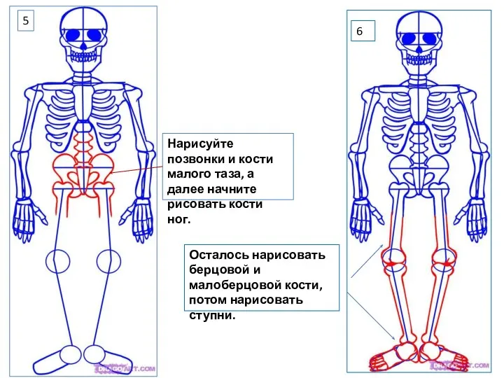 5 Нарисуйте позвонки и кости малого таза, а далее начните рисовать